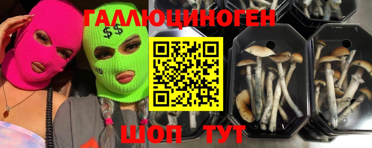 Псилоцибиновые грибы Psilocybine cubensis  сколько стоит  Саратов  Вход с VPN 